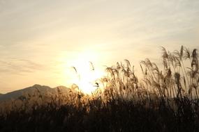 Sunset Reed Reservoir