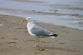 Herring Gull Seagull Seevogel