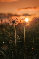 Sunset Flowers