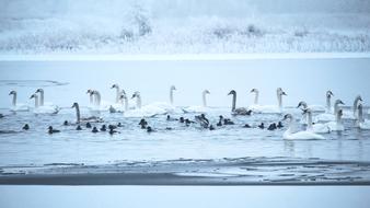 Swans Winter Lake