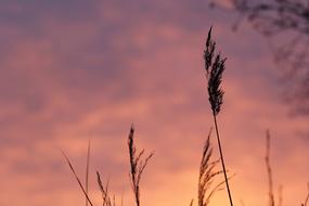 Field Meadow