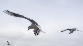 Gulls Bird Sea