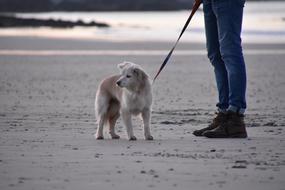 Dog Animals Beach