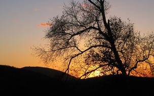 Tree Dawn Landscape