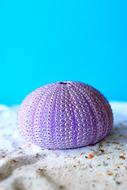 Sea Urchins Sand