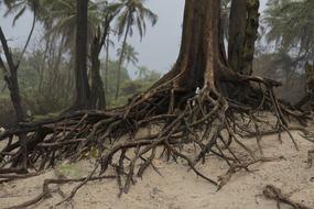 Beach Forest Trees