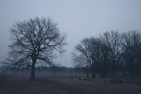 Forest Twilight Nature