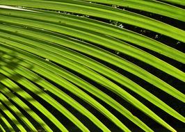 Palm Leaf Green