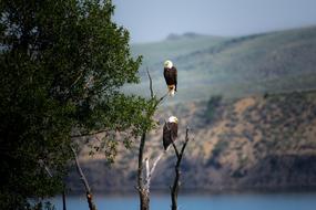 Animal Beach Bird