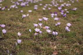 Crocus Spring Nature