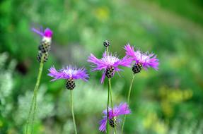 Nature Flower Plant Spring