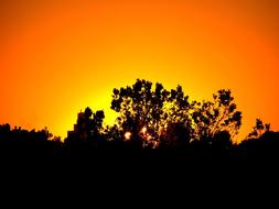 Sunset Trees Silhouette
