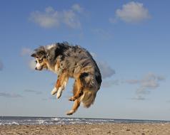 Dog Beach Australian Shepherd