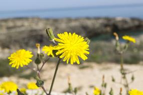 Nature Summer Outdoors