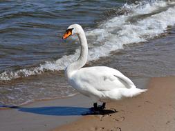 Swan Sea Bird The