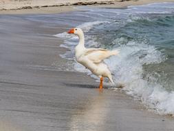 Goose Swimming Sea