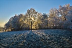 Sun Nature Tree