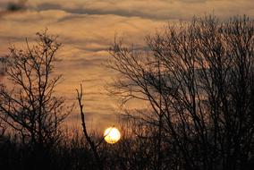 Sunset Landscape Trees