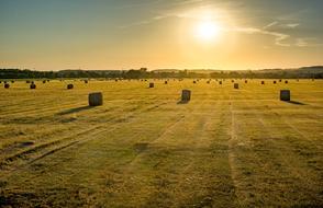 Field Farm Landscape
