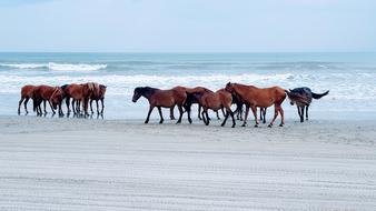 Horse Beach