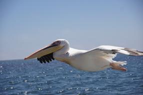Waters Bird Sea