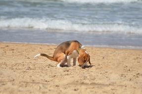 dog on Sand Beach