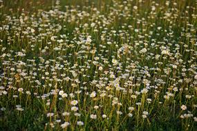 Field Summer Chamomile