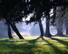 Wood Shadows Trees