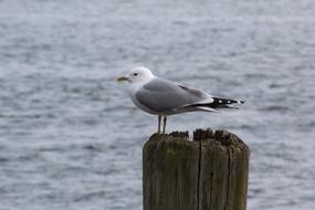 Bird Waters