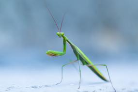 green Wild Praying Mantis Insect