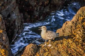 Seagull on Ocean Rocks