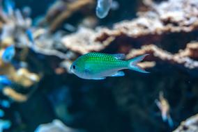 Immersed Fish Coral aquarium