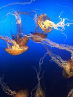 Jellyfishes Ocean Sea