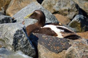Wild Bird Duck Stones Nature
