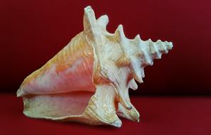 Shell Sea