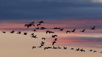 Cranes Birds Migratory at Sunset