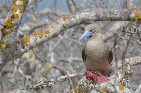 Galapagos Islands Red-Footed Booby