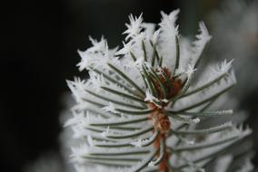 Winter frosty branch