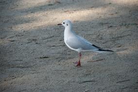 Seagull Sand Beach