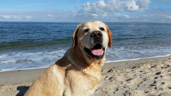Labrador Sea Beach