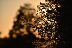 Sunset Plant Nature