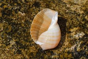 Shell on Beach at Summer