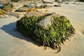 Kennedy Moss Beach