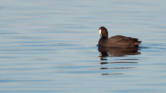 Red-Knobbed Coot Avian Bird