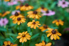 Flower Daisy Beautiful
