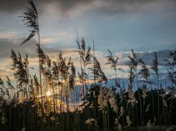 Evening Sky Reed