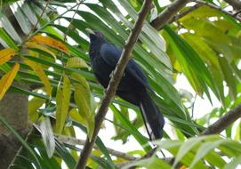 bird on tropical Tree