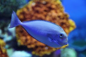 neon blue fish underwater