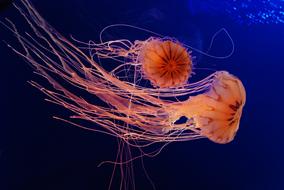 Jellyfish Aquarium