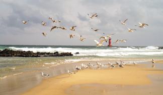 Seagulls flying over the beach